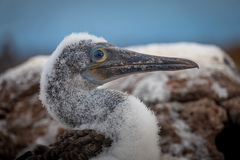 Sula nebouxii excisa