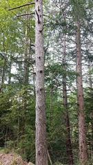 Pinus nigra