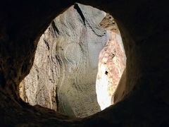 Perimyotis subflavus