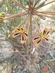 Pelargonium anethifolium