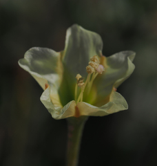 Acleisanthes lanceolata