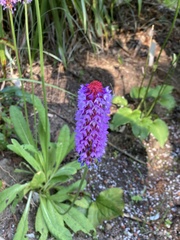 Primula vialii