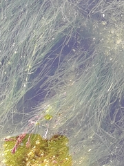 Zostera noltei