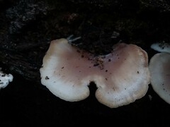 Hohenbuehelia angustata