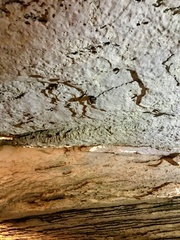 Perimyotis subflavus