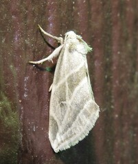 Plagiomimicus tepperi