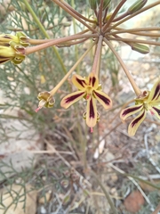 Pelargonium anethifolium