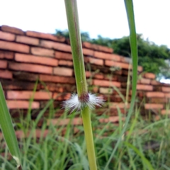 Dichanthium annulatum