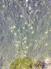 Zostera noltei