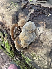 Ischnoderma resinosum