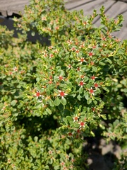 Sedum oxypetalum