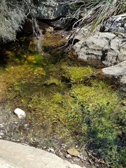 Callitriche stagnalis