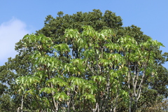 Pittocaulon praecox