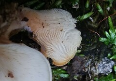Hohenbuehelia angustata