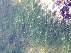 Zostera noltei
