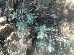 Odontarrhena obovata