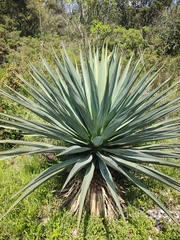 Furcraea parmentieri