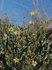 Acleisanthes lanceolata