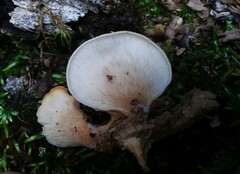 Hohenbuehelia angustata