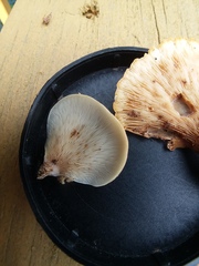 Hohenbuehelia angustata