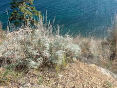 Artemisia messerschmidtiana