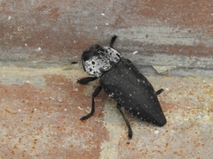Capnodis tenebrionis