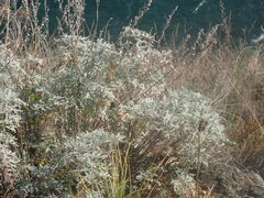Artemisia messerschmidtiana
