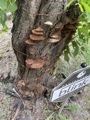 Fuscoporia
