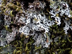 Physconia distorta