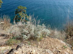 Artemisia messerschmidtiana