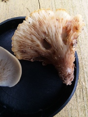Hohenbuehelia angustata