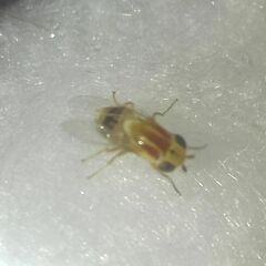 Thaumatomyia