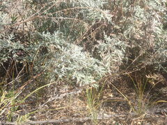 Artemisia messerschmidtiana
