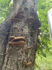 Fuscoporia