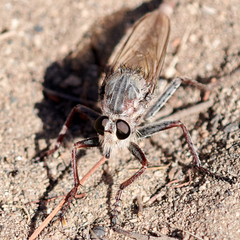 Proctacanthus milbertii