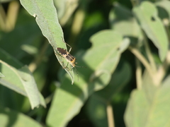 Hypselonotus punctiventris