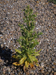 Phacelia integrifolia