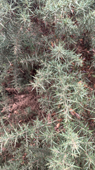 Ulex europaeus