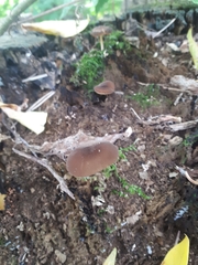Arrhenia epichysium