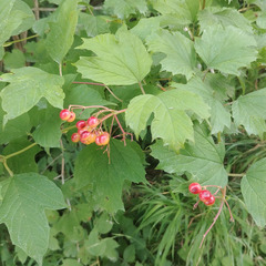 Viburnum opulus