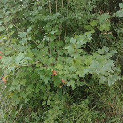 Viburnum opulus