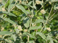 Hypselonotus punctiventris