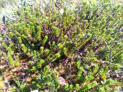 Empetrum nigrum
