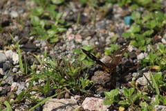 Apyrrothrix araxes araxes
