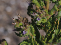 Phacelia integrifolia