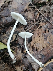 Leucoagaricus sericifer