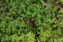 Apyrrothrix araxes araxes