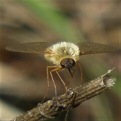Bombyliini