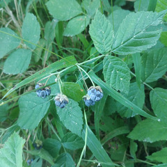Rubus caesius