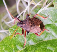 Picromerus bidens